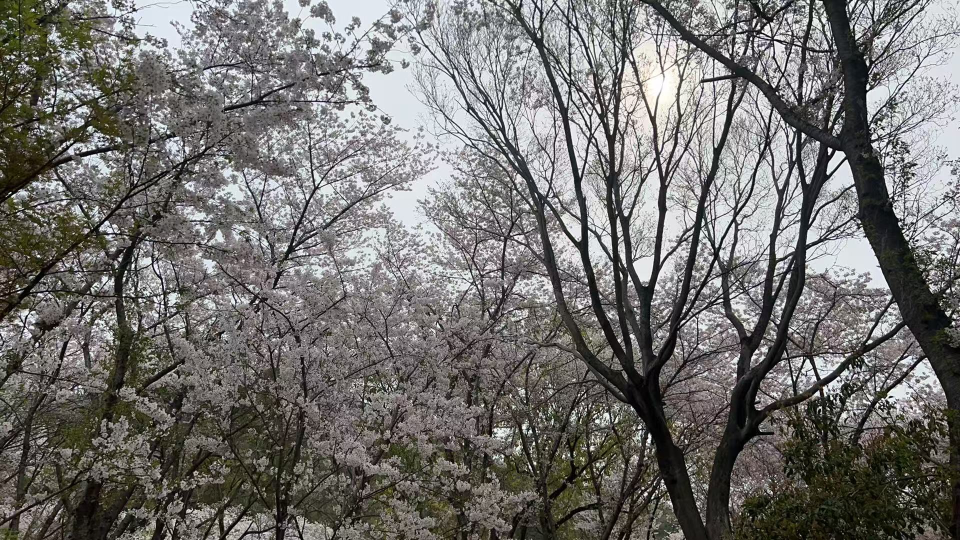 仰望樱花